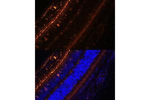 Immunofluorescence analysis of rat eye using KCNS2 Polyclonal Antibody (ABIN7269478) at dilution of 1:100 (40x lens).