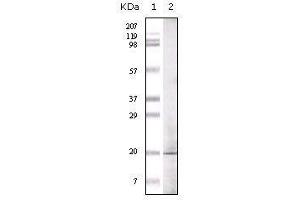 Western blot analysis using GLP mouse mAb against GLP recombinant protein. (EHMT1 anticorps)