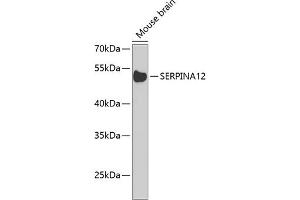 Western blot analysis of extracts of mouse brain, using SERPIN Antibody  at 1:1000 dilution. (SERPINA12 anticorps  (AA 20-320))