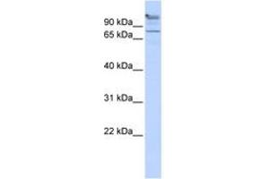 Image no. 1 for anti-Zinc Finger Protein 509 (ZBTB49) (AA 575-624) antibody (ABIN6742257) (ZBTB49 anticorps  (AA 575-624))