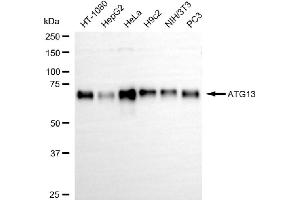 Western blotting analysis using ATG13 antibody (ABIN7797708).