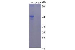 Image no. 1 for Vitamin A protein (Ovalbumin) (ABIN1880118)