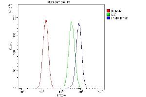 Flow Cytometry analysis of A549 cells using anti-LDHB antibody (ABIN4886658). (LDHB anticorps  (AA 237-334))