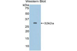 Western Blotting (WB) image for anti-Gap Junction Protein, alpha 5, 40kDa (GJA5) (AA 50-303) antibody (ABIN1858578) (Cx40/GJA5 anticorps  (AA 50-303))
