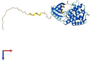 AlphaFold protein structure predicition of Mouse Recombinant Nek6 Protein, UniprotID Q9ES70
