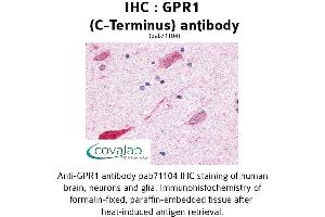 Image no. 1 for anti-G Protein-Coupled Receptor 1 (GPR1) (C-Term) antibody (ABIN1734888) (G Protein-Coupled Receptor 1 anticorps  (C-Term))