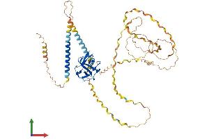 AlphaFold protein structure predicition of Human Recombinant MARCO Protein, UniprotID Q9UEW3
