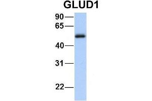 Host:  Rabbit  Target Name:  GNAS  Sample Type:  Human Fetal Heart  Antibody Dilution:  1. (GLUD1 anticorps  (N-Term))