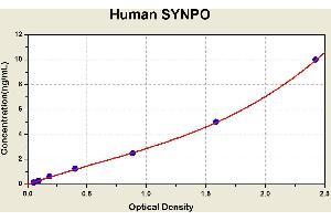 Diagramm of the ELISA kit to detect Human SYNPOwith the optical density on the x-axis and the concentration on the y-axis. (SYNPO Kit ELISA)