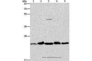 Western blot analysis of Mouse spleen and human fetal liver tissue, hela cell and mouse testis tissue, A431 cell, using THOC7 Polyclonal Antibody at dilution of 1:500 (THOC7 anticorps)