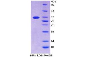 SDS-PAGE (SDS) image for Complement Decay-Accelerating Factor (CD55) protein (ABIN3209875) (CD55 Protéine)