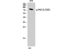 Western Blotting (WB) image for anti-Protein Kinase C, delta (PKCd) (pThr507) antibody (ABIN5957389) (PKC delta anticorps  (pThr507))