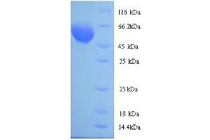 SDS-PAGE (SDS) image for ATPase, Na+/K+ Transporting, beta 1 Polypeptide (ATP1B1) (AA 47-529) protein (His tag) (ABIN5713268)
