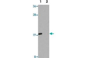 Western blot analysis of Jurkat cells with ANAPC13 polyclonal antibody  at 1 ug/mL in (Lane 1) the absence and (Lane 2) the presence of blocking peptide. (ANAPC13 anticorps  (Internal Region))