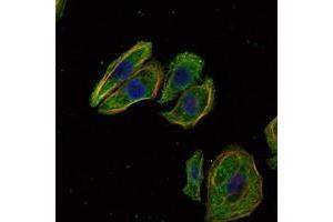 Immunofluorescence analysis of Hela cells using SCGB2A2 antibody (green). (Mammaglobin A anticorps)