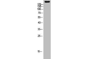 Western Blot analysis of mouse-heart cells using primary antibody diluted at 1:2000(4 °C overnight).