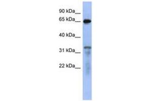 Image no. 1 for anti-RAP1 GTPase Activating Protein (RAP1GAP) (AA 503-552) antibody (ABIN6744090) (RAP1GAP anticorps  (AA 503-552))