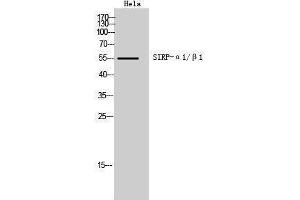 anti-SIRP-Alpha1/beta1 (Internal Region) antibody