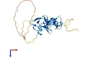 AlphaFold protein structure predicition of Mouse Recombinant Crip2 Protein, UniprotID Q9DCT8