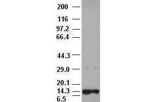 Western Blotting (WB) image for anti-Neurotrophin 3 (NTF3) (AA 139-257) antibody (ABIN1490919)