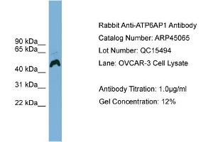 WB Suggested Anti-ATP6AP1  Antibody Titration: 0. (ATP6AP1 anticorps  (Middle Region))
