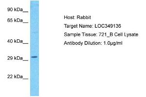 Host: Rabbit Target Name: LOC349136 Sample Type: 721_B Whole Cell lysates Antibody Dilution: 1. (WDR86 anticorps  (C-Term))