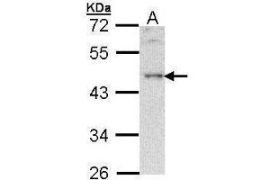WB Image Sample (30 ug of whole cell lysate) A: Hela 10% SDS PAGE antibody diluted at 1:500 (B-Cell Linker anticorps  (C-Term))