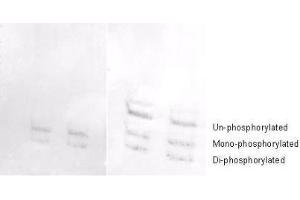 Affinity purified phosphospecific antibody to phosphorylated regulatory light chain of smooth and non-muscle Myosin at pS19/pS20 was used at a 1:1000 dilution to detect myosin light chain by Western blot on 3T3 cell lysates.