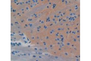 IHC-P analysis of Mouse Tissue, with DAB staining. (ECE1 anticorps  (AA 326-577))