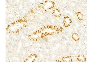IL4I1 Antibody at 1/100 staining Rat kidney tissue by IHC-P.