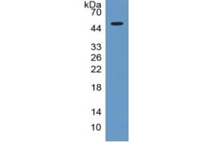 Rabbit Detection antibody from the kit in WB with Positive Control: Sample Human Liver lysate .