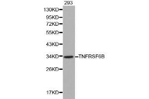 Western blot analysis of 293 cell lysate using TNFRSF6B antibody. (TNFRSF6B anticorps  (AA 35-300))