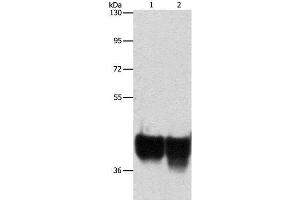 Western Blot analysis of Hela and 293T cell using AUP1 Polyclonal Antibody at dilution of 1:500 (Ancient Ubiquitous Protein 1 anticorps)