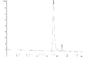 The purity of Biotinylated Human BAFFR is greater than 95 % as determined by SEC-HPLC.