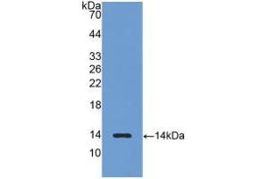 Western blot analysis of recombinant Rat LHb. (LHB anticorps  (AA 21-141))