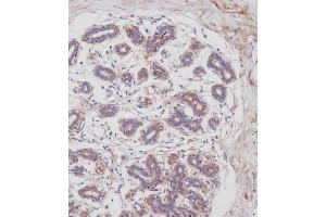 Immunohistochemical analysis of B on paraffin-embedded Human breast tissue.