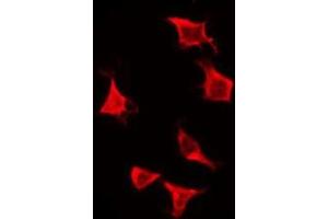 ABIN6276134 staining Hela by IF/ICC. (OR2H2 anticorps  (C-Term))