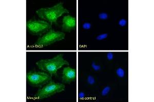 ABIN190862 Immunofluorescence analysis of paraformaldehyde fixed HeLa cells, permeabilized with 0. (DIO2 anticorps  (Internal Region))