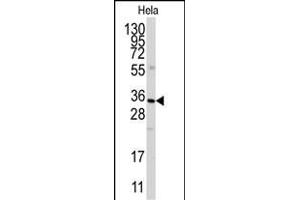Western blot analysis of anti-ANXA3 Antibody (N-term) (ABIN389334 and ABIN2839446) in Hela cell line lysates (35 μg/lane).