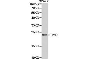 Western blot analysis of extracts of SW480 cell lines, using TIMP2 antibody. (TIMP2 anticorps  (AA 100-200))