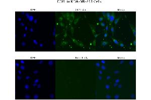 Sample Type :  MD MB231   Primary Antibody Dilution:  4 ug/ml   Secondary Antibody :  Anti-rabbit Alexa 546   Secondary Antibody Dilution:  2 ug/ml   Gene Name :  CDYL (CDYL anticorps  (N-Term))