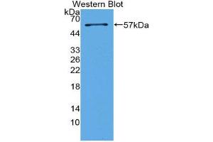 Western Blotting (WB) image for anti-Surfactant Protein A1 (SFTPA1) (AA 21-248) antibody (ABIN2117781) (Surfactant Protein A1 anticorps  (AA 21-248))