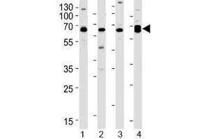 Western blot testing of 1) human Daudi, 2) human HL-60, 3) mouse brain and 4) mouse heart lysate with PACSIN2 antibody at 1:1000.