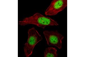 Fluorescent image of A549 cell stained with PURB Antibody (C-term) . (PURB anticorps  (C-Term))