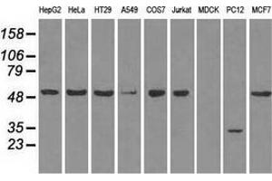 Western blot analysis of extracts (35 µg) from 9 different cell lines by using anti-SLC2A5 monoclonal antibody.