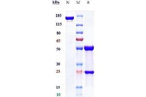 anti-Poliovirus Receptor-Related Immunoglobulin Domain Containing (PVRIG) antibody