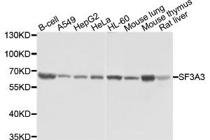 Western blot analysis of extracts of various cell lines, using SF3A3 antibody (ABIN1874748) at 1:1000 dilution. (SF3A3 anticorps)