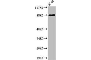 Western Blot analysis of A549 cells using ADAM10 Polyclonal Antibody (A Disintegrin and Metallopeptidase Domain 1a (ADAM1A) (Internal Region) anticorps)