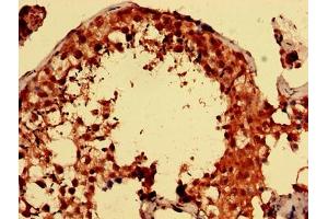 Immunohistochemistry analysis of human testis tissue using ABIN7166460 at dilution of 1:100