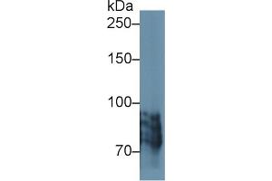 Western blot analysis of Human BXPC3 cell lysate, using Human POSTN Antibody (1 µg/ml) and HRP-conjugated Goat Anti-Rabbit antibody ( (Periostin anticorps  (AA 500-630))